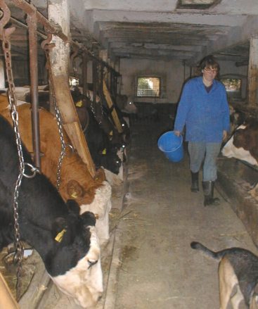 Doris Stengel bei der abendlichen Viehfütterung im Stall. Der Stall ist gemauert und hat deshalb eine gute Abschirmwirkung, hier sind die Tiere vor der Mobilfunkstrahlung geschützt